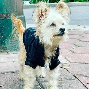 Foto de Lupis