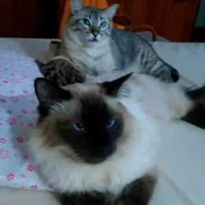 Foto de Rosalinda